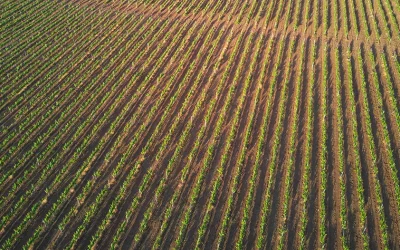 À la Pointe de l’Innovation : Les Dernières Avancées dans la Plantation de Vigne