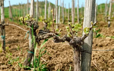 La dérogation sur l’utilisation de plants de vigne non bio prendra fin en juillet 2023.