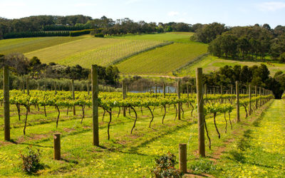 Le vignoble du cognac prévoit de planter 3 129 hectares de nouvelles vignes en 2023.