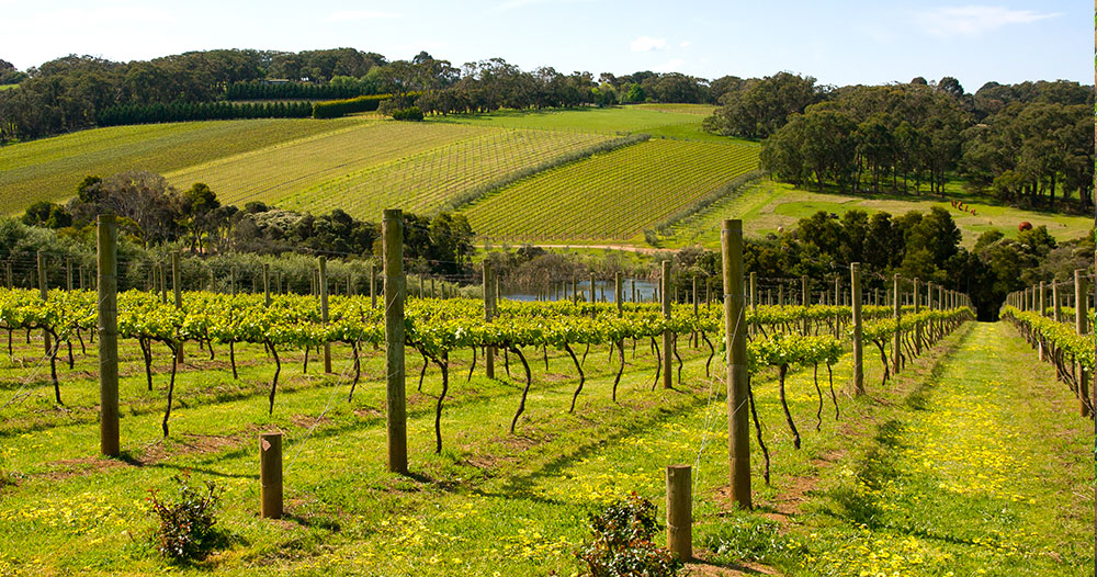 Le vignoble du cognac prévoit de planter 3 129 hectares de nouvelles vignes en 2023.