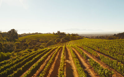 Comment choisir la densité de plantation d’une parcelle de vigne ?