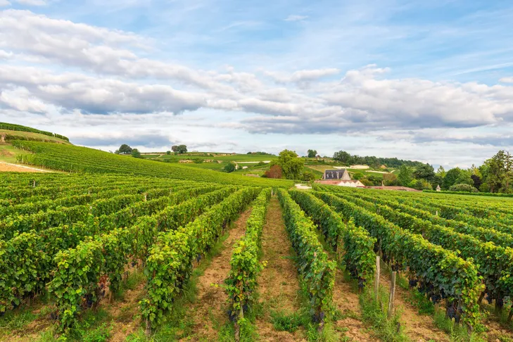 L’Arrachage des Pieds de Vigne : Un Acte Crucial pour l’Évolution de la Viticulture