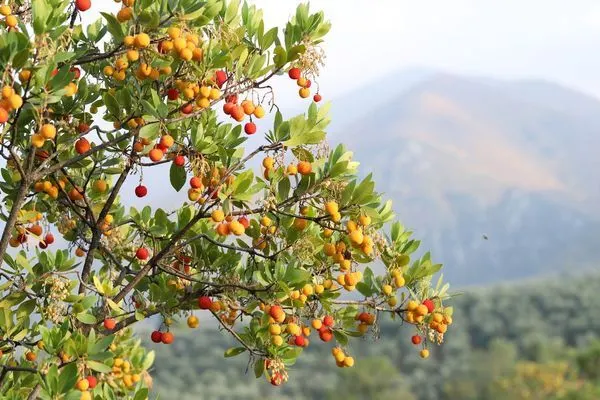 La Plantation d’Arbres Fruitiers en France : Cultiver la Gourmandise de la Terre