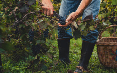 Combien de temps entre plantation plant vigne et premiere recolte?