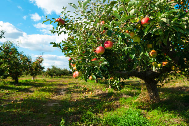 Plantation d’Arbres Fruitiers : L’Art de Cultiver la Nature avec la Plantation Guidée par GPS