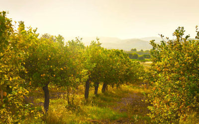 La Plantation d’Arbres Fruitiers en France : Cultiver la Générosité de la Terre