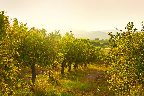 La Plantation d’Arbres Fruitiers en France : Cultiver la Générosité de la Terre