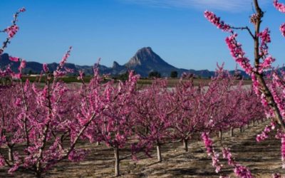 Semailles Ibériques : Guide Exhaustif de la Plantation d’Arbres Fruitiers en Espagne