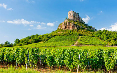Vitiplantation en Bourgogne : Terroir, Pinot Noir, et Tradition