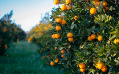 Récolter les Bienfaits : Guide Pratique de la Plantation d’Arbres Fruitiers dans les Pays Méditerranéens