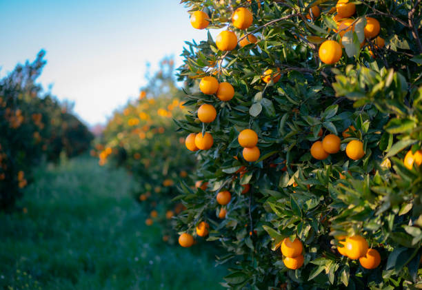 Récolter les Bienfaits : Guide Pratique de la Plantation d’Arbres Fruitiers dans les Pays Méditerranéens