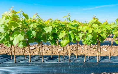 Vin Nouveau : Guide de la Plantation de Nouveaux Cépages