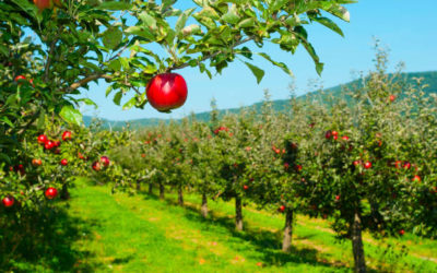 Cultiver le Bonheur : Guide Complet de la Plantation d’Arbres Fruitiers dans le Sud de l’Europe