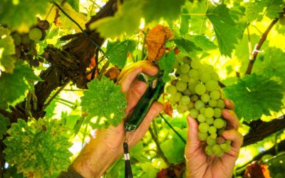 Le Cycle Crucial de la Vigne: Explorons les Enjeux et les Bonnes Pratiques de la Période de Plantation