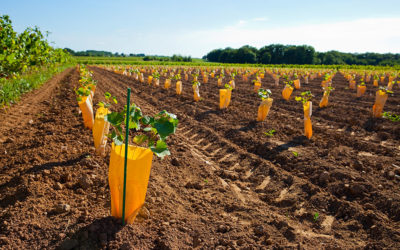 Révolution dans la Viticulture : L’Essor des Machines à Planter de la Vigne