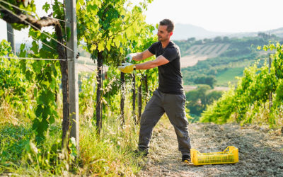 Vitiplantation : Réussir la Plantation de Vigne avec Ecosat