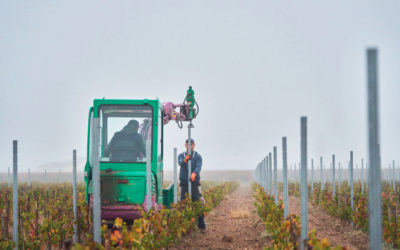 Adaptabilité du palissage aux terroirs et cépages