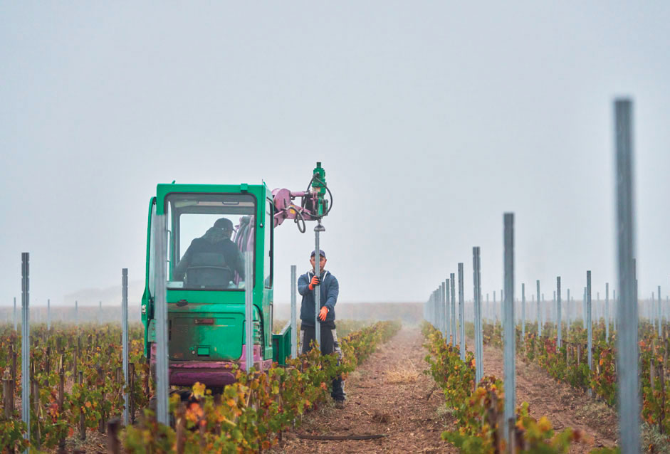 Adaptabilité du palissage aux terroirs et cépages