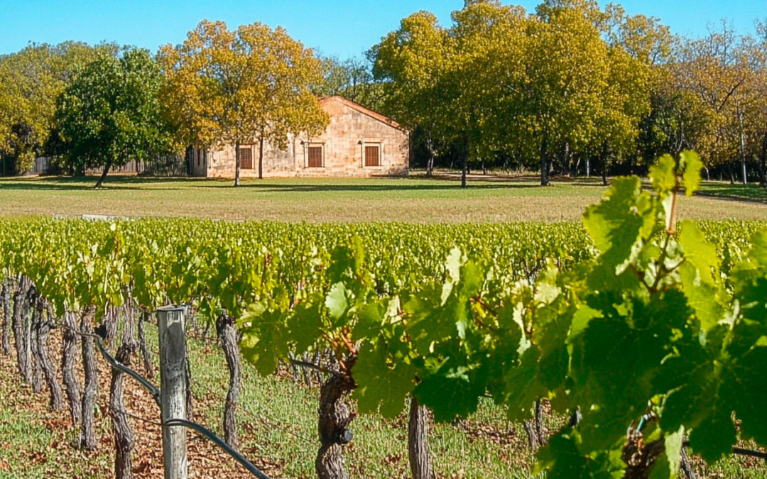 Plantation de vigne en France : dynamiques positives et nouvelles opportunités