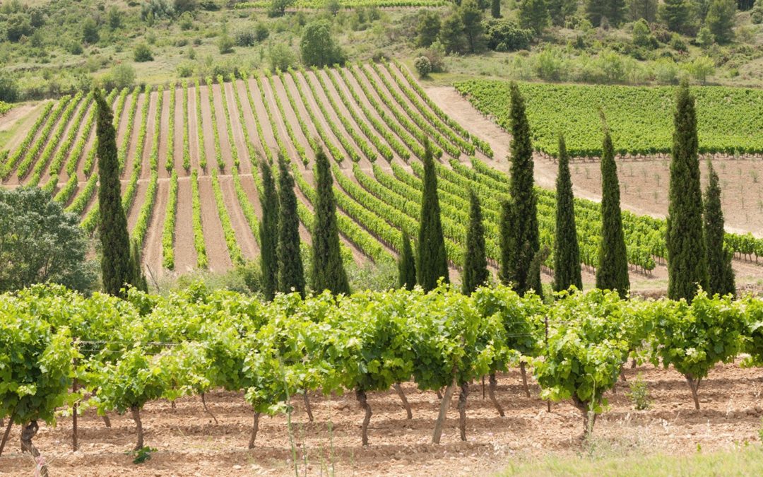 La progression de la plantation de vigne en Languedoc-Roussillon : entre tradition et renouveau