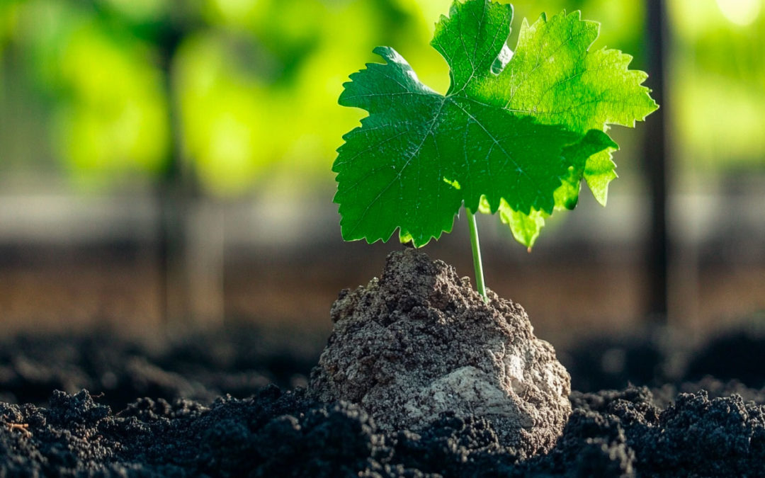 Plantation de vigne dans le sud de la France : entre tradition, innovation et adaptation au climat
