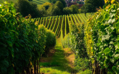 La progression de la plantation de vigne en Languedoc-Roussillon : entre tradition et renouveau