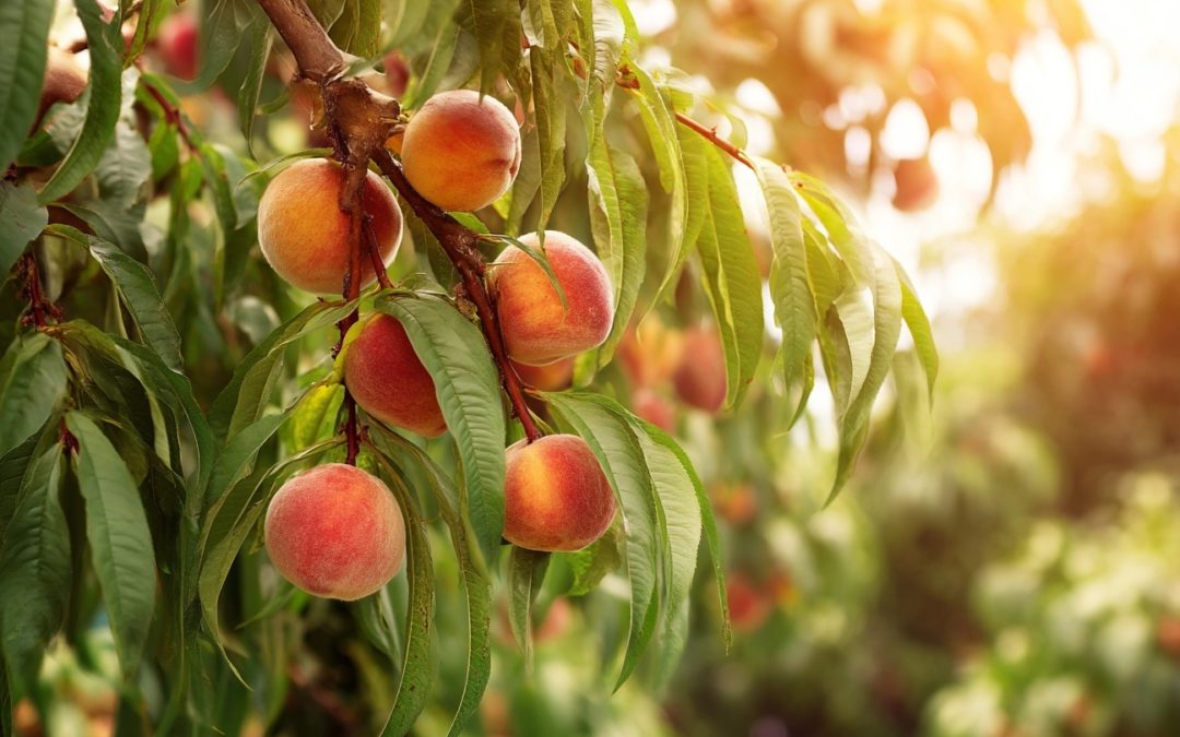 Après la vigne, place aux arbres : pourquoi la Bourgogne repense son paysage viticole