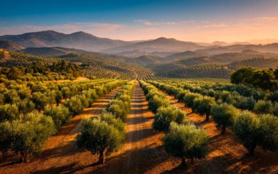Pourquoi choisir le GPS pour la plantation d’oliviers ?