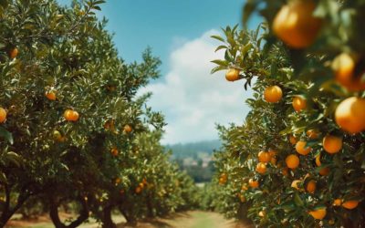 Planter des arbres fruitiers à l’international : défis et solutions avec le GPS