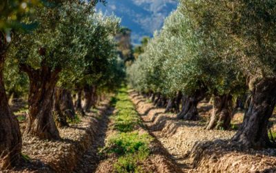 Les erreurs à éviter lors de la plantation d’oliviers
