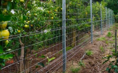 Palissage arboricole : l’exemple des oliviers et son intérêt pour la production
