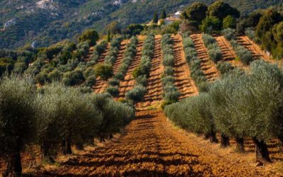 Retour d’expérience : plantation d’un verger d’oliviers avec Ecosat