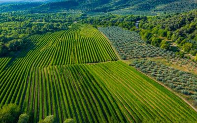 Plantation haute densité et super-intensif d’oliviers : avantages et limites