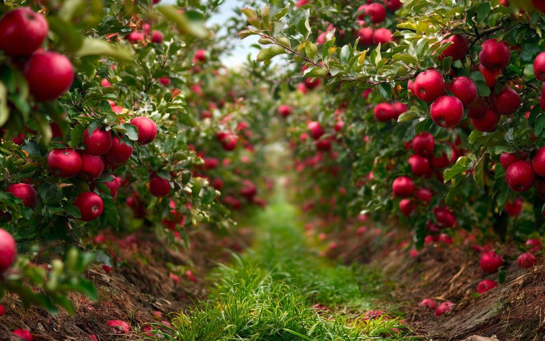 Plantation d’arbres fruitiers : oliviers, pommiers, amandiers… quelles différences ?