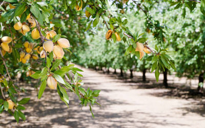 Plantation d’amandiers par GPS : précision et rendement