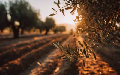 La plantation GPS à l’international : de la vigne aux oliviers