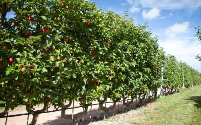 Palissage d’arbres : structure, précision et durabilité avec Ecosat
