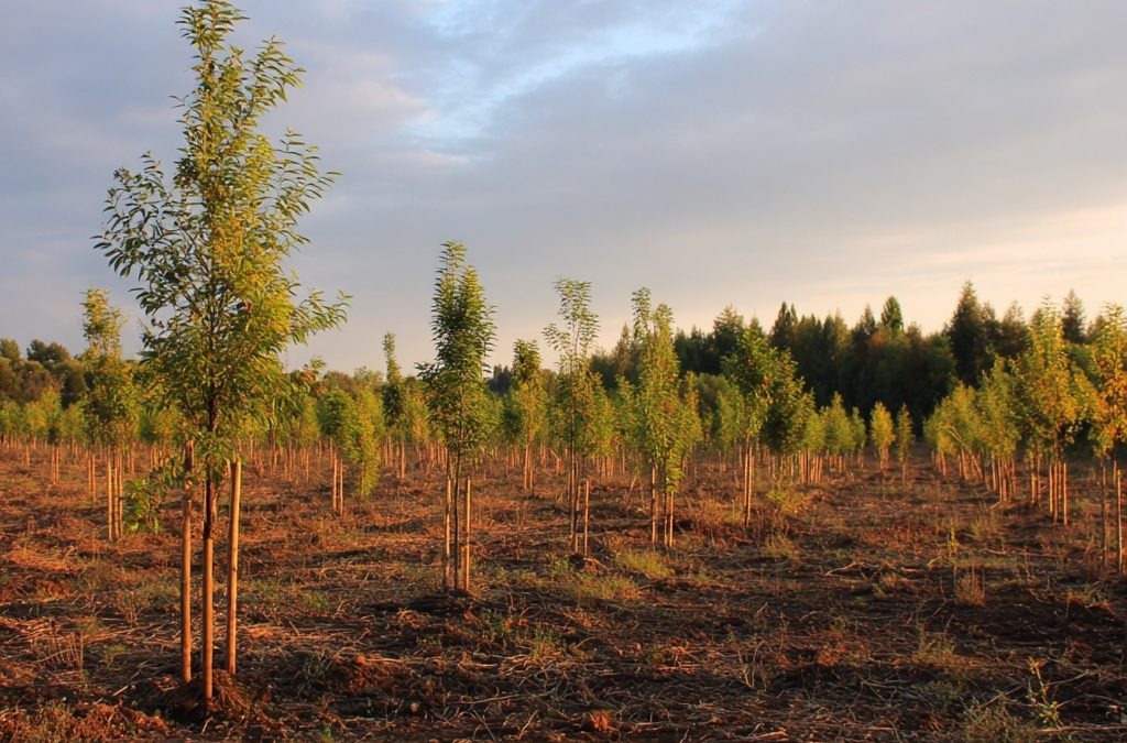 Plantation par GPS : une révolution pour l’arboriculture moderne