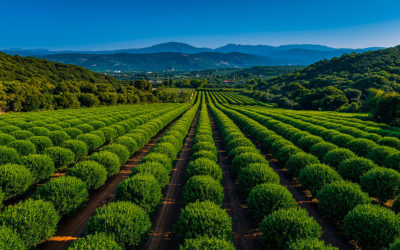 Plantation de pistachiers : réussir un verger durable et productif