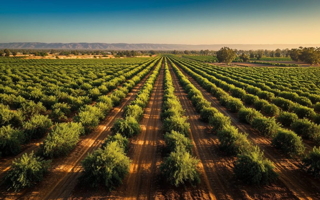 Plantation de pistachiers : réussir un verger durable et productif