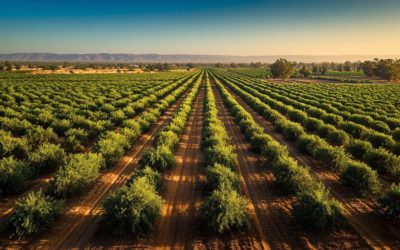 Plantation de pistachiers : réussir un verger durable et productif