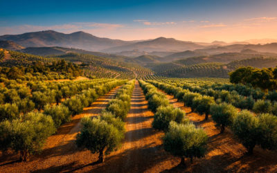 Plantation d’oliviers : précision et durabilité pour les vergers méditerranéens