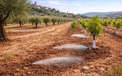 Plantation arboricole en climat méditerranéen : bonnes pratiques