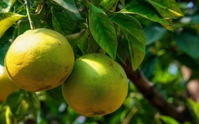 Nouvelles cultures en Occitanie : grenade, pistache et canne à sucre face au changement climatique