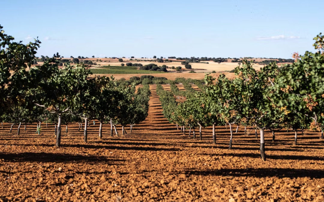 Densité de plantation d’un verger : comment choisir le bon espacement ?